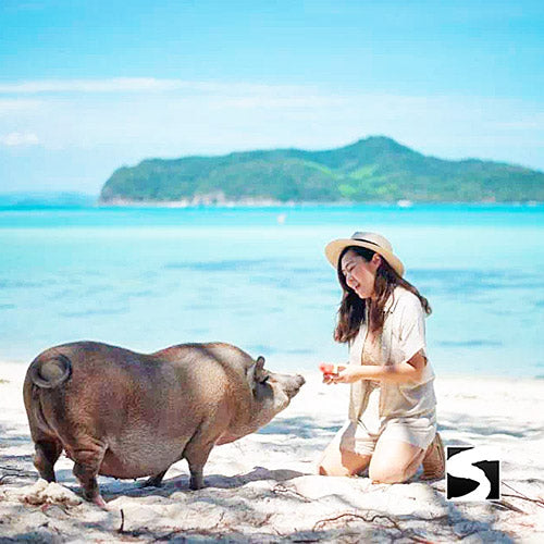 PIG ISLAND SNORKELING KOH MUDSUM & KOH TAN SPEED BOAT VIP TOUR - kohsamui.tours