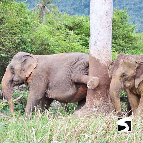 3 Elements Tour - Koh Samui by Sky, Land & Sea