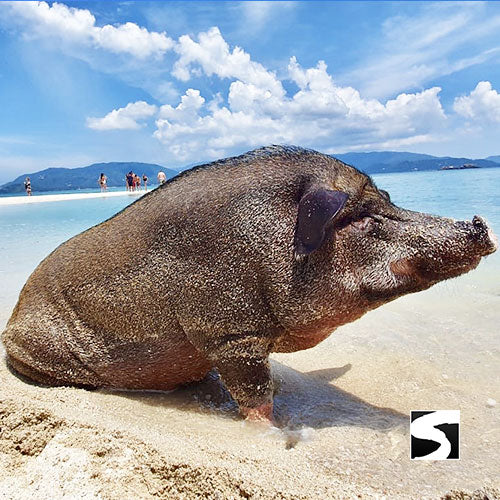 PIG ISLAND SNORKELING KOH MUDSUM & KOH TAN SPEED BOAT VIP TOUR - kohsamui.tours