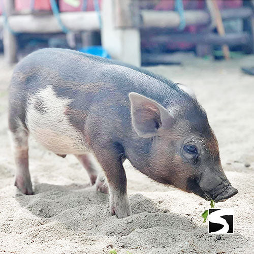 PIG ISLAND SNORKELING KOH MUDSUM & KOH TAN SPEED BOAT VIP TOUR - kohsamui.tours